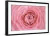 Pink Persian Buttercup Flower-Cora Niele-Framed Photographic Print