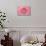 Pink Persian Buttercup Flower-Cora Niele-Photographic Print displayed on a wall