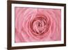 Pink Persian Buttercup Flower-Cora Niele-Framed Photographic Print