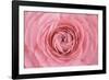 Pink Persian Buttercup Flower-Cora Niele-Framed Photographic Print