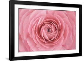 Pink Persian Buttercup Flower-Cora Niele-Framed Photographic Print