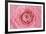 Pink Persian Buttercup Flower-Cora Niele-Framed Photographic Print