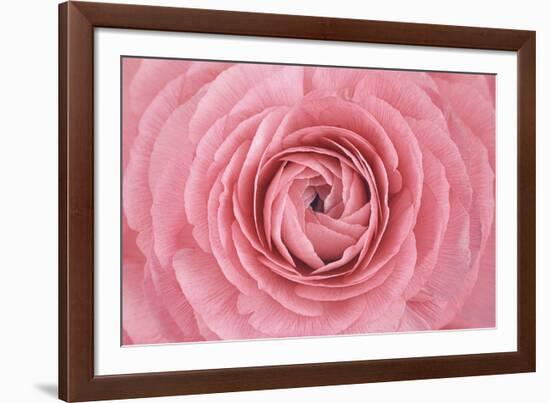Pink Persian Buttercup Flower-Cora Niele-Framed Photographic Print