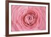 Pink Persian Buttercup Flower-Cora Niele-Framed Photographic Print