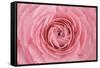 Pink Persian Buttercup Flower-Cora Niele-Framed Stretched Canvas