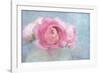 Pink Persian Buttercup Still Life-Cora Niele-Framed Photographic Print