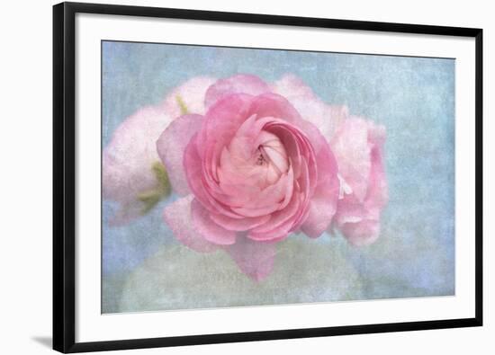 Pink Persian Buttercup Still Life-Cora Niele-Framed Photographic Print