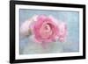 Pink Persian Buttercup Still Life-Cora Niele-Framed Photographic Print