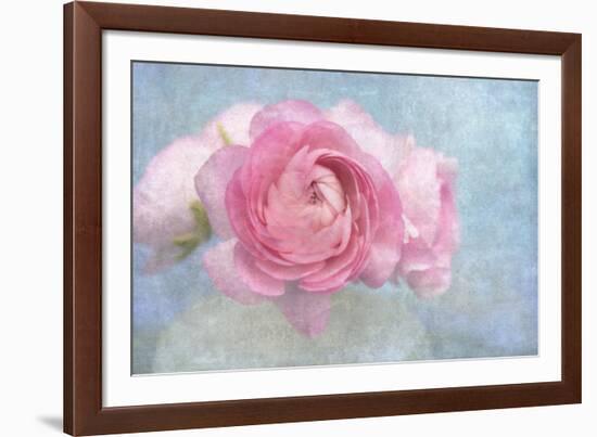 Pink Persian Buttercup Still Life-Cora Niele-Framed Photographic Print