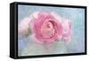 Pink Persian Buttercup Still Life-Cora Niele-Framed Stretched Canvas