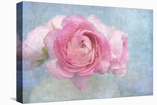 Pink Persian Buttercup Still Life-Cora Niele-Stretched Canvas