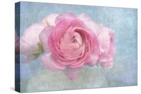 Pink Persian Buttercup Still Life-Cora Niele-Stretched Canvas