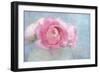 Pink Persian Buttercup Still Life-Cora Niele-Framed Photographic Print