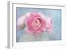 Pink Persian Buttercup Still Life-Cora Niele-Framed Photographic Print