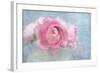 Pink Persian Buttercup Still Life-Cora Niele-Framed Photographic Print