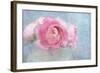 Pink Persian Buttercup Still Life-Cora Niele-Framed Photographic Print