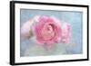 Pink Persian Buttercup Still Life-Cora Niele-Framed Photographic Print