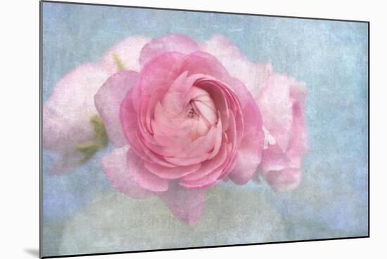 Pink Persian Buttercup Still Life-Cora Niele-Mounted Photographic Print