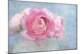 Pink Persian Buttercup Still Life-Cora Niele-Mounted Photographic Print