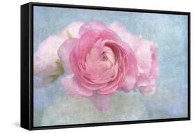 Pink Persian Buttercup Still Life-Cora Niele-Framed Stretched Canvas