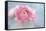 Pink Persian Buttercup Still Life-Cora Niele-Framed Stretched Canvas