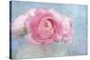 Pink Persian Buttercup Still Life-Cora Niele-Stretched Canvas