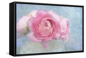 Pink Persian Buttercup Still Life-Cora Niele-Framed Stretched Canvas