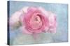 Pink Persian Buttercup Still Life-Cora Niele-Stretched Canvas