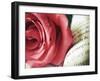 Pink Petals and Words-Carolina Hernandez-Framed Photographic Print