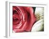 Pink Petals and Words-Carolina Hernandez-Framed Photographic Print