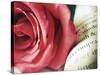 Pink Petals and Words-Carolina Hernandez-Stretched Canvas