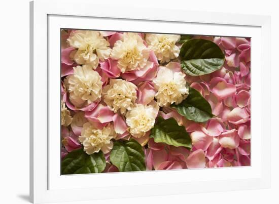 Pink Petals I-Karyn Millet-Framed Photographic Print