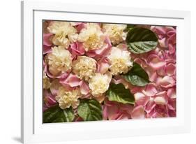 Pink Petals I-Karyn Millet-Framed Photographic Print