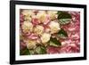 Pink Petals I-Karyn Millet-Framed Photographic Print