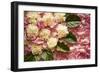 Pink Petals I-Karyn Millet-Framed Photographic Print