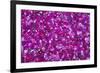 Pink Petals III-Karyn Millet-Framed Photographic Print