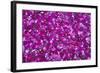 Pink Petals III-Karyn Millet-Framed Photographic Print