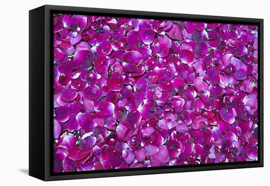 Pink Petals III-Karyn Millet-Framed Stretched Canvas