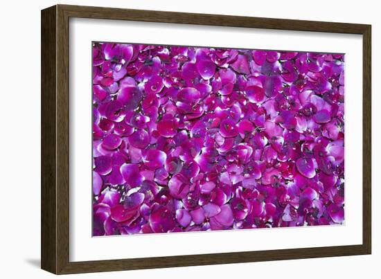 Pink Petals III-Karyn Millet-Framed Photographic Print