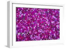 Pink Petals III-Karyn Millet-Framed Photographic Print