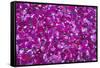 Pink Petals III-Karyn Millet-Framed Stretched Canvas