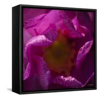 Pink Petals-Gordon Semmens-Framed Stretched Canvas