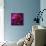 Pink Petals-Gordon Semmens-Framed Stretched Canvas displayed on a wall