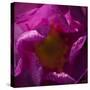 Pink Petals-Gordon Semmens-Stretched Canvas