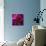 Pink Petals-Gordon Semmens-Photographic Print displayed on a wall