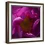 Pink Petals-Gordon Semmens-Framed Photographic Print