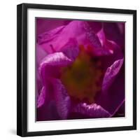 Pink Petals-Gordon Semmens-Framed Photographic Print