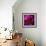 Pink Petals-Gordon Semmens-Framed Photographic Print displayed on a wall