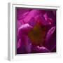 Pink Petals-Gordon Semmens-Framed Photographic Print