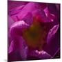 Pink Petals-Gordon Semmens-Mounted Photographic Print